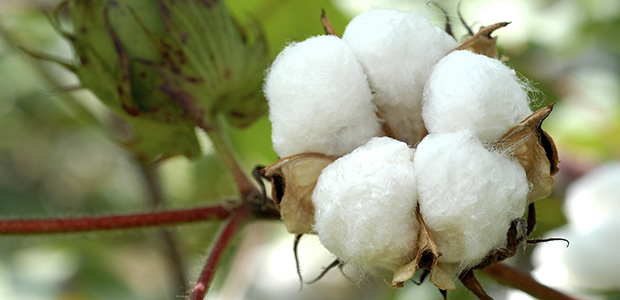 Cotton (Sinop, MT, Brazil, via foliar)