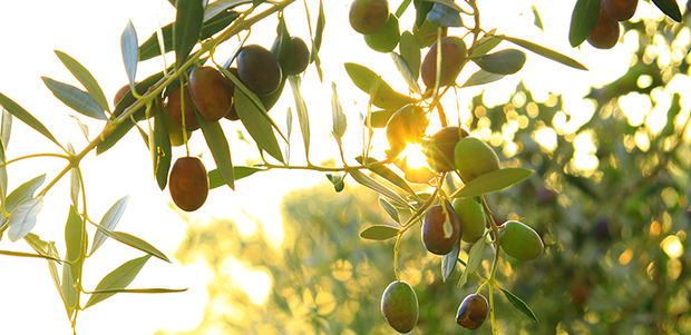 Olives (Spain, Solubor and Granubor)